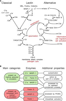 Proprotein Convertases and the Complement System